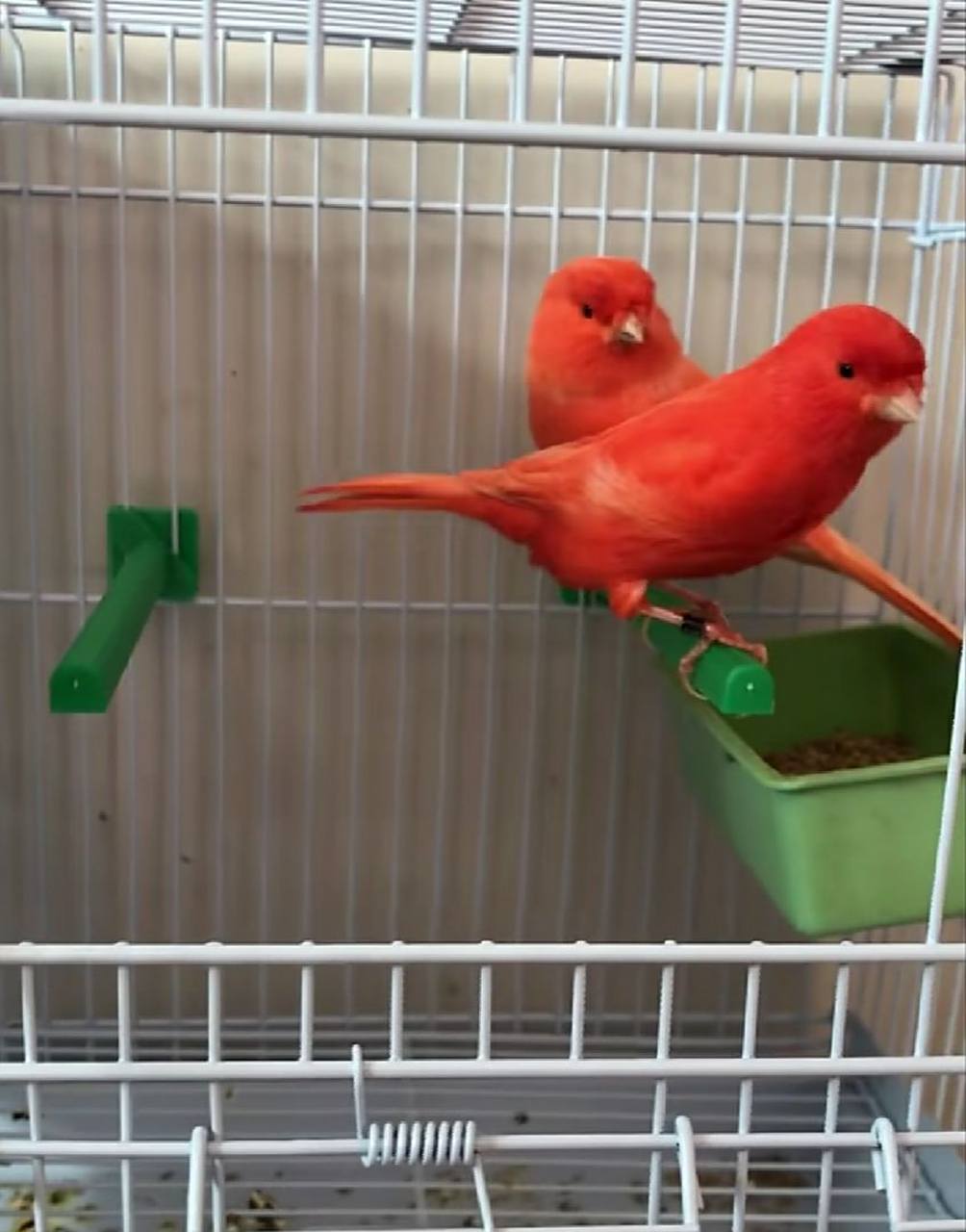 德国原环大红袍