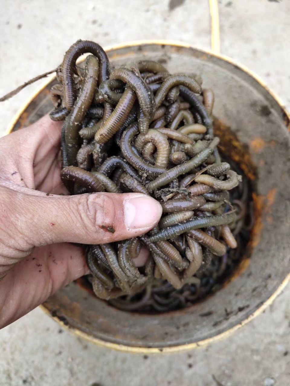 大量出售活体青蚯蚓,有需要的报价格和联系方式