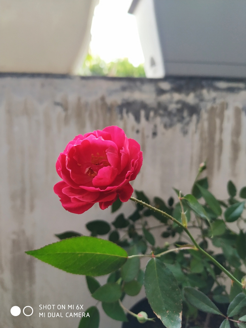 赤龙含珠今年的初花,还有十几个小小的花苞.