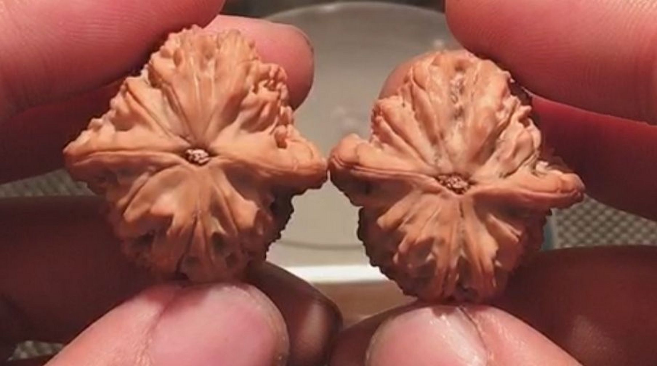 大家帮忙看看是马老四狮子头吗,小尺寸33左右