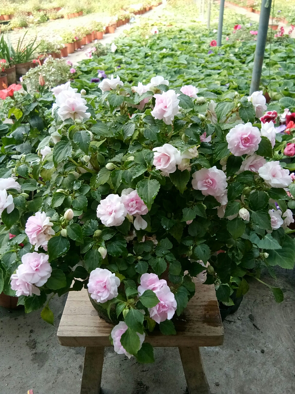 重瓣非洲凤仙又名水梅花,赏花赏花