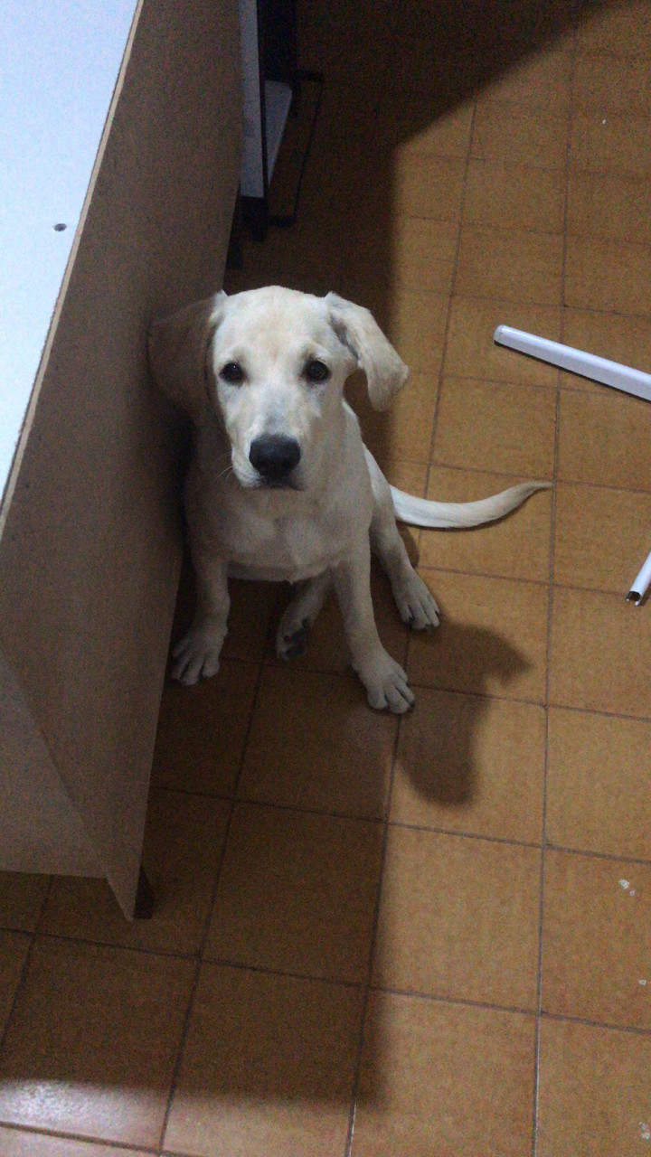 差5天5个月的拉布拉多犬 体重43斤 身长90  身高60  不知道量的正不