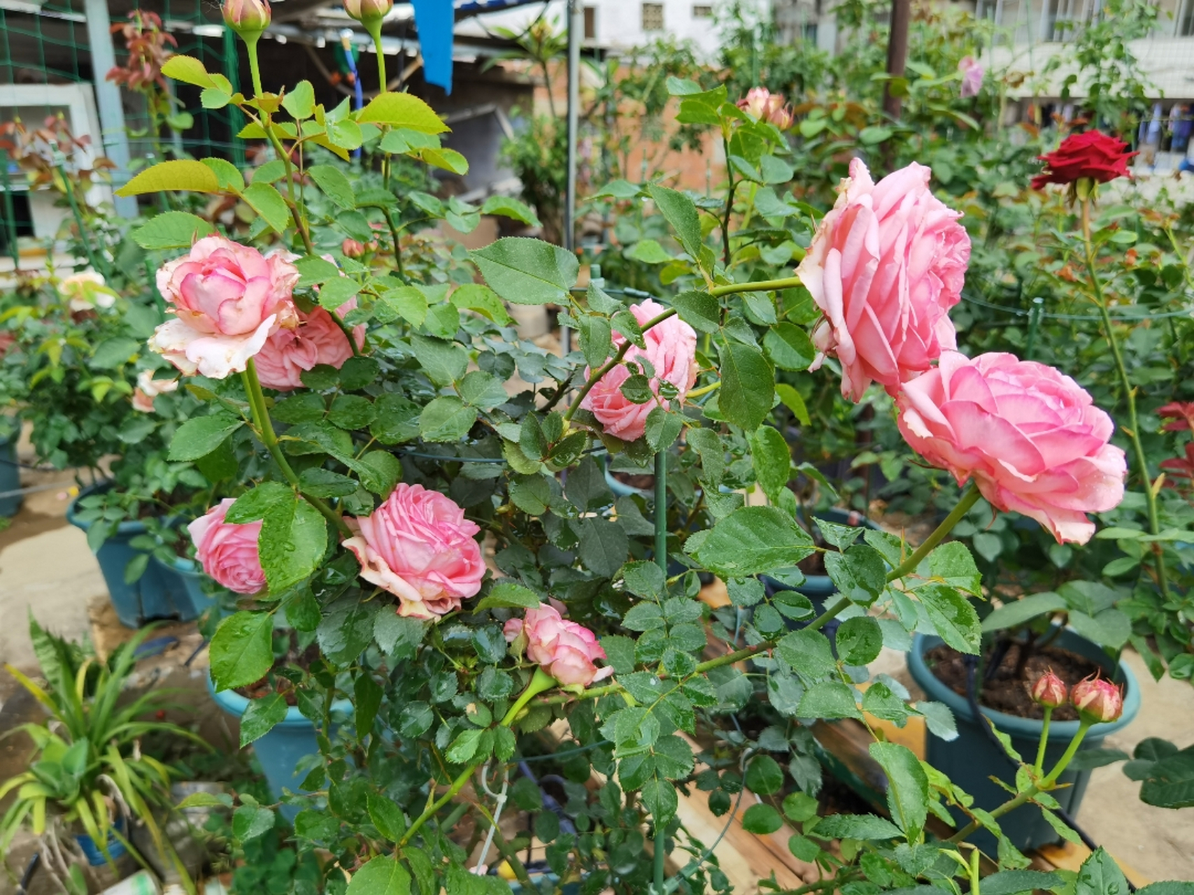 伊芙新娘在39度高温下还能群开