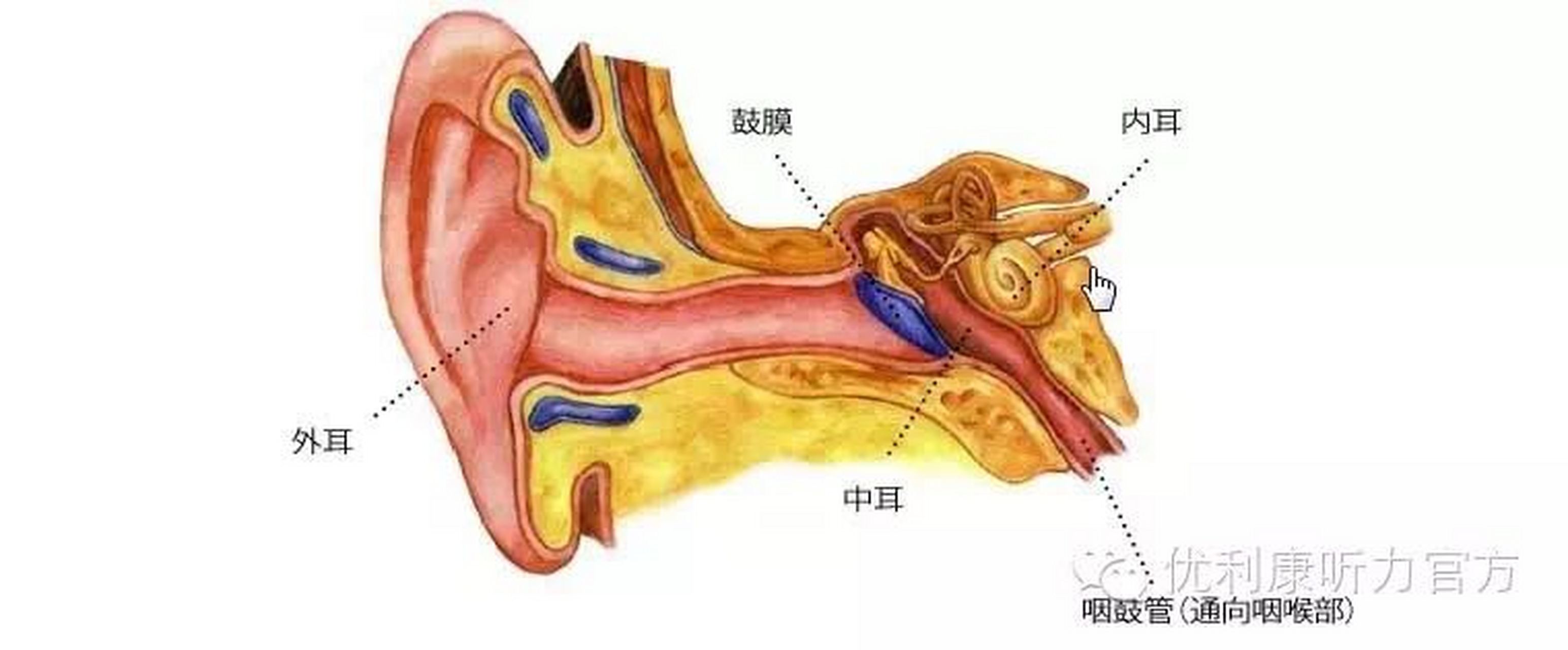 我们是如何听到声音的 我们的耳朵分为三部分:外耳,中耳,内耳 声波