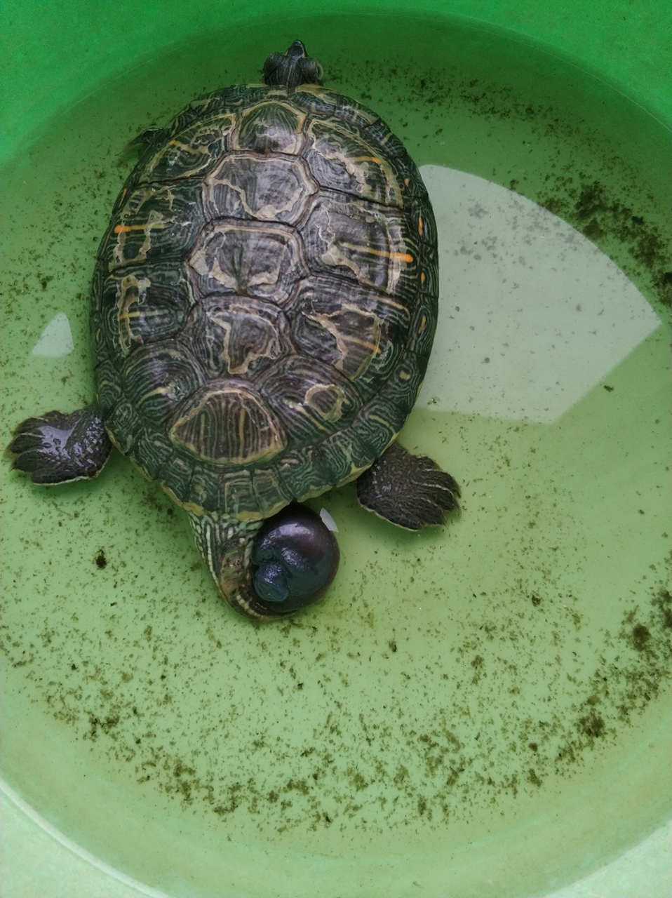 求助求助,乌龟这是脱肛吗    该怎么办