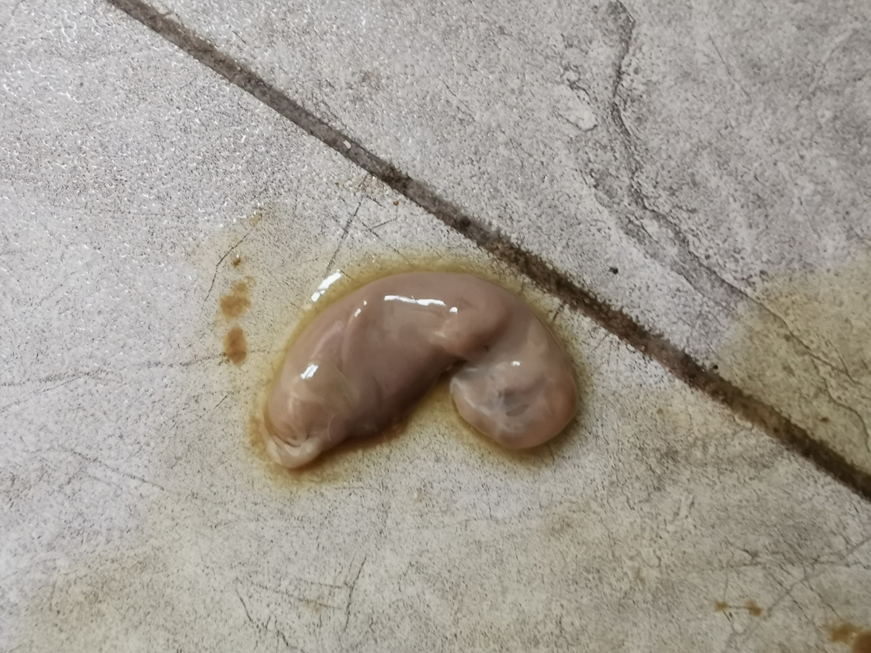 我家宝贝兔兔流产了,没看到血,就这个胚胎流出来了,朋友说兔兔肚子里