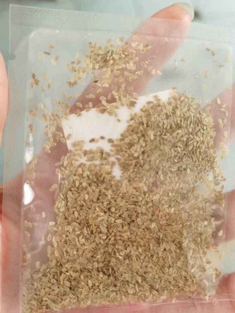 这个是在网上买乒乓菊种子 第一次发货是第一张图,一颗没有出,我联系