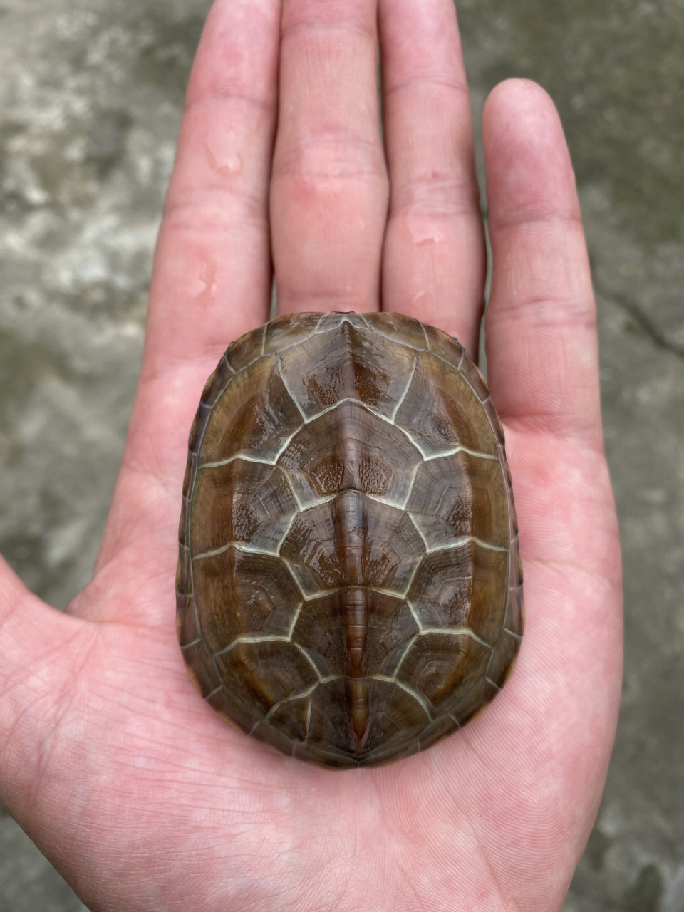 我家的这只小草龟最下面有点错甲,怎么办