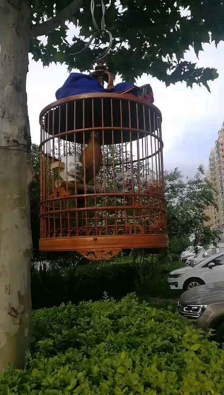 有谁知道汉中那有卖画眉鸟的,麻烦告诉我下!谢谢!(今年的原毛)