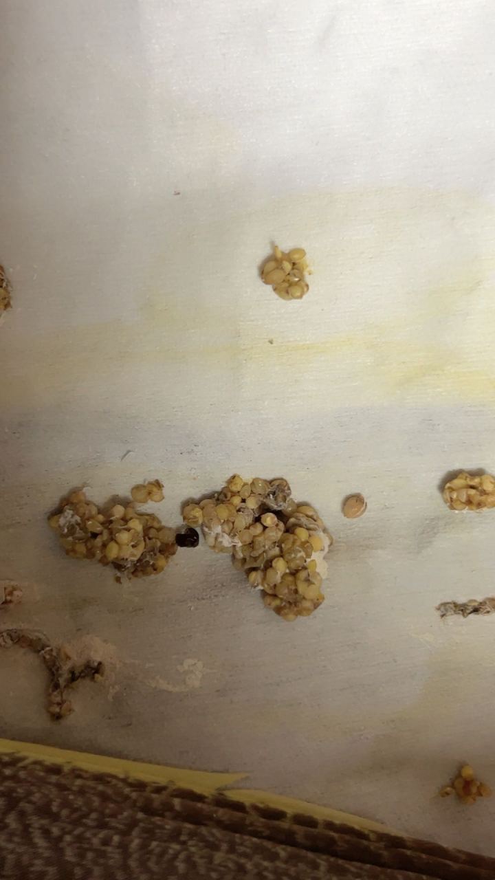 有没有大神指点一下如何救治这只玄凤,一直拉颗粒屎,吃了凯鸽3号,益生