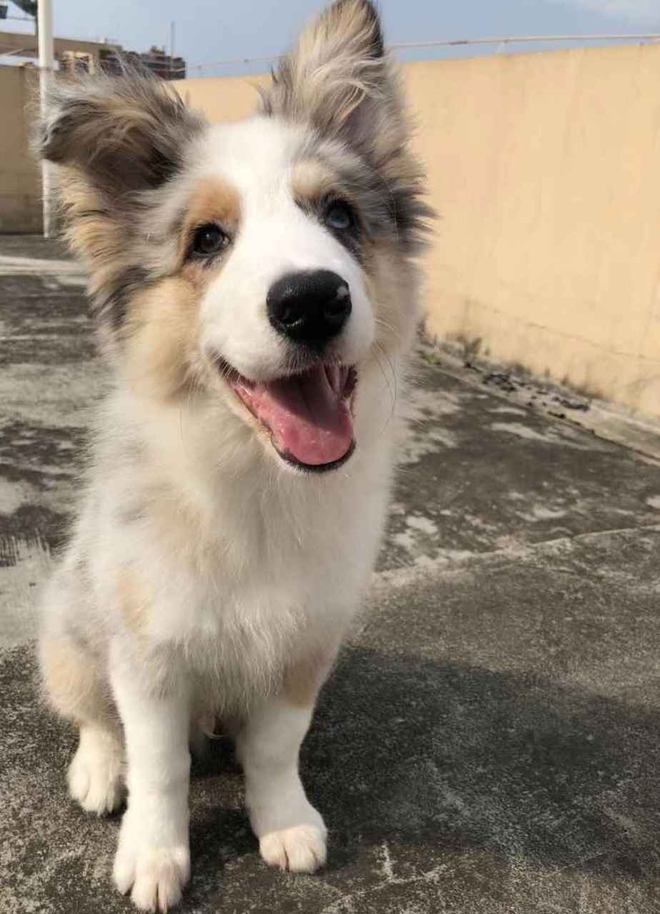 三色蓝陨石边牧#(滑稽)#(滑稽)#(滑稽)