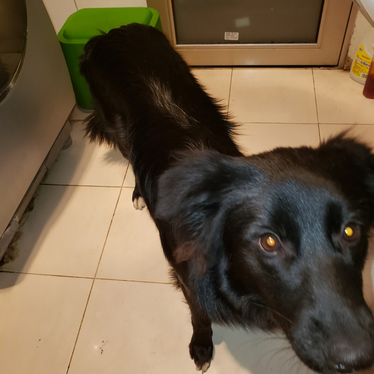 咱俩得黑头边牧