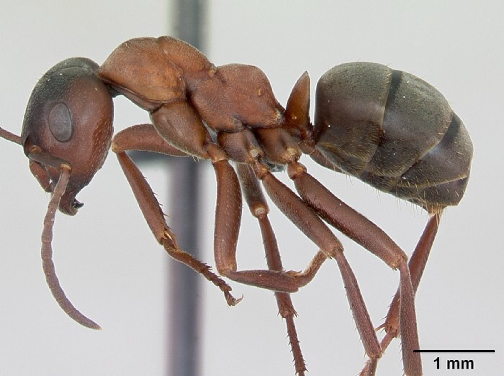 血红林蚁formica sanguinea,蚁亚科蚁属.主要分布与我国东北.