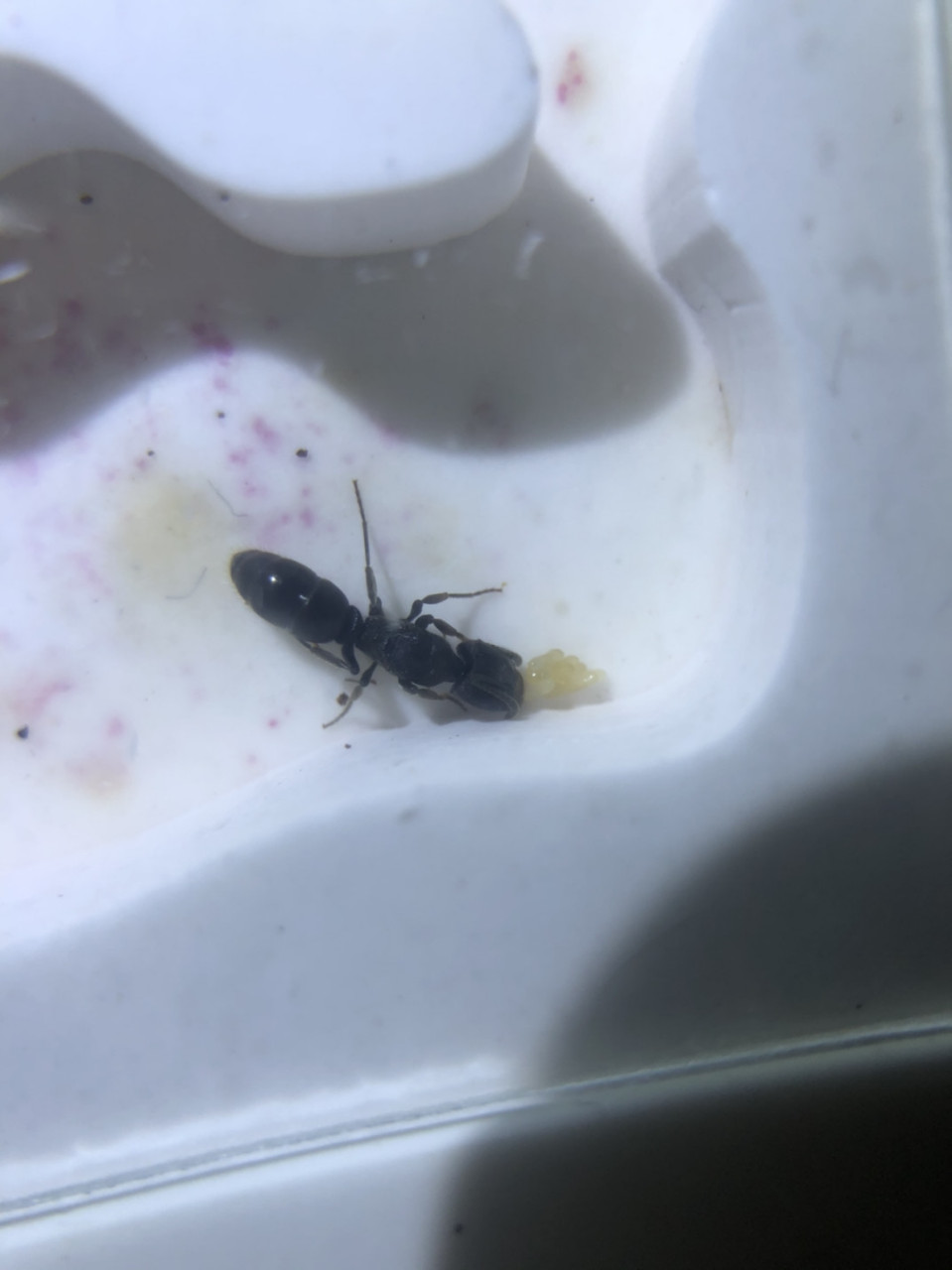 敏捷扁头猛蚁pachycondyla astuta,俗称大扁.猛蚁亚科厚结猛蚁属.