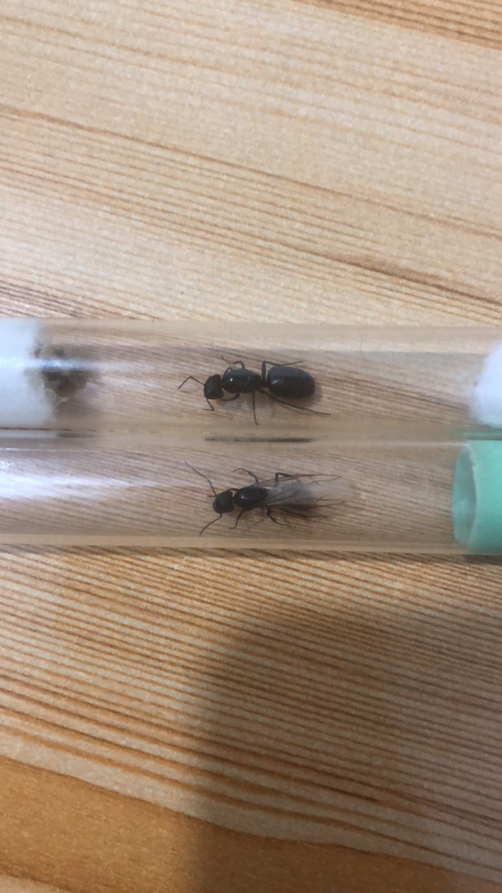 日本弓背蚁camponotusjaponicusmary,蚁亚科弓背蚁属.