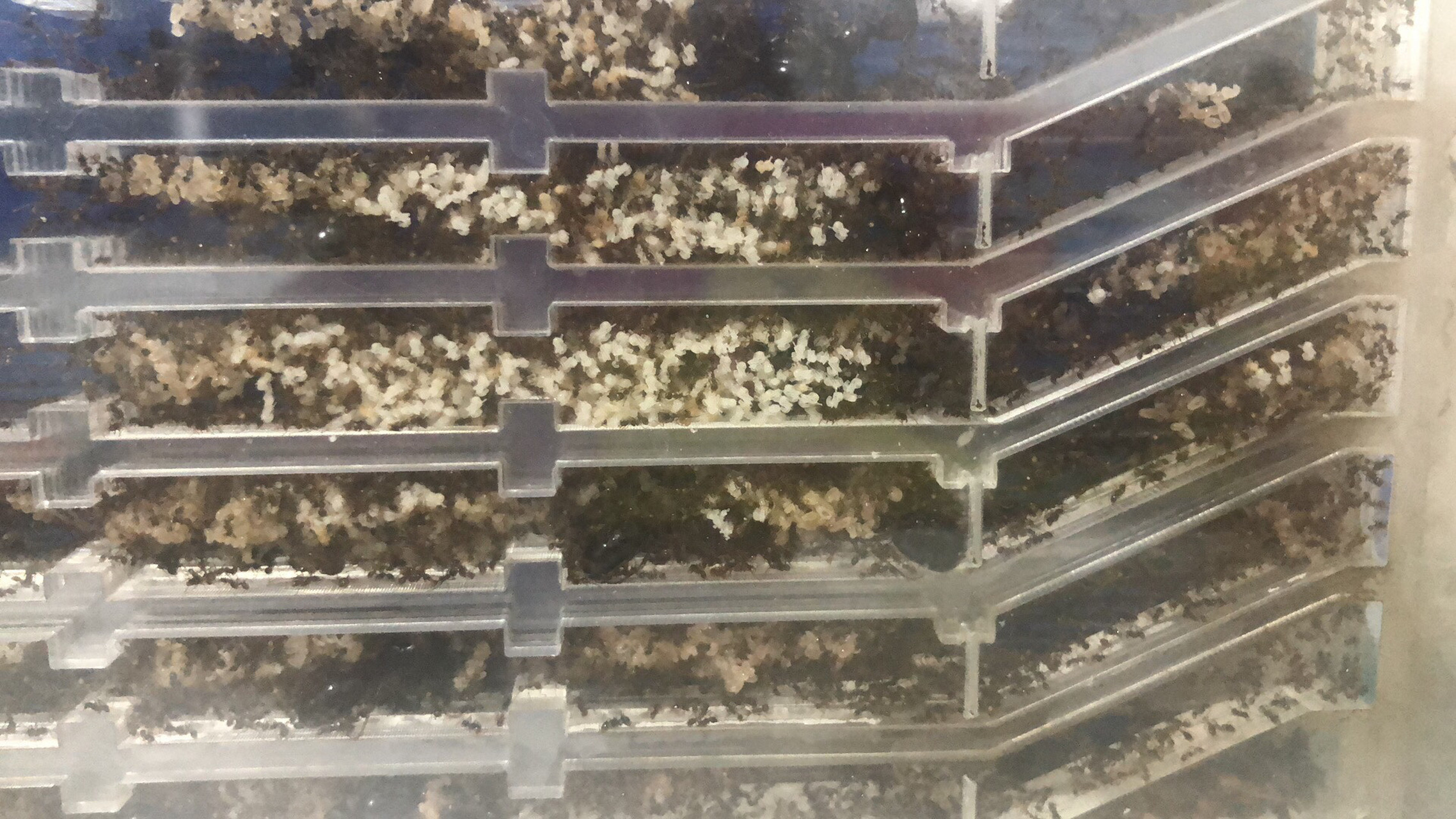 是分化最大的蚁之一,最小的工蚁约2mm,最大的特化兵蚁可达23mm.