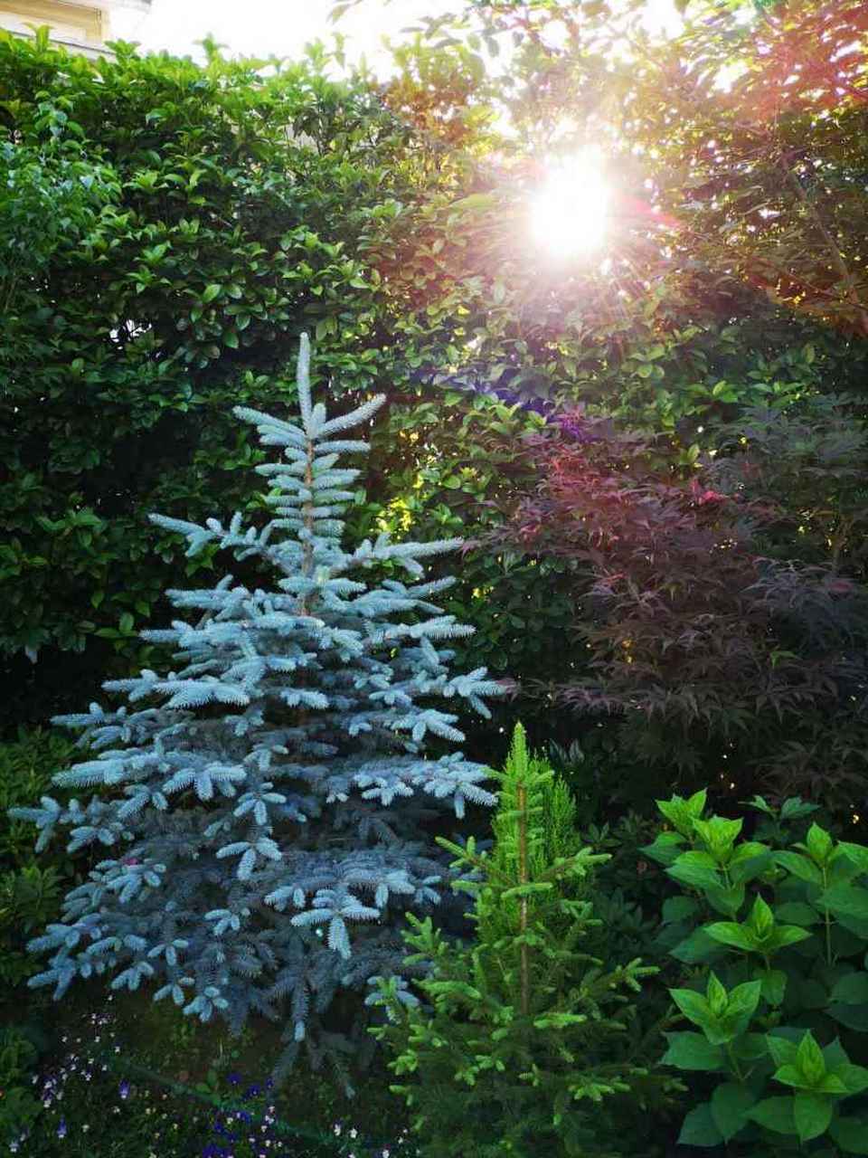 科罗拉多蓝杉 越欣赏 越懂欣赏