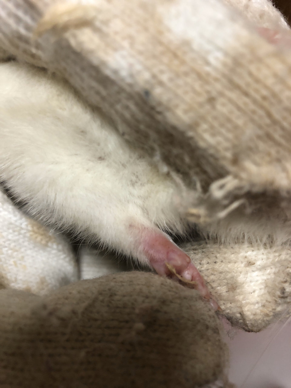 有谁知道鼠鼠的脚是怎么回事,求助