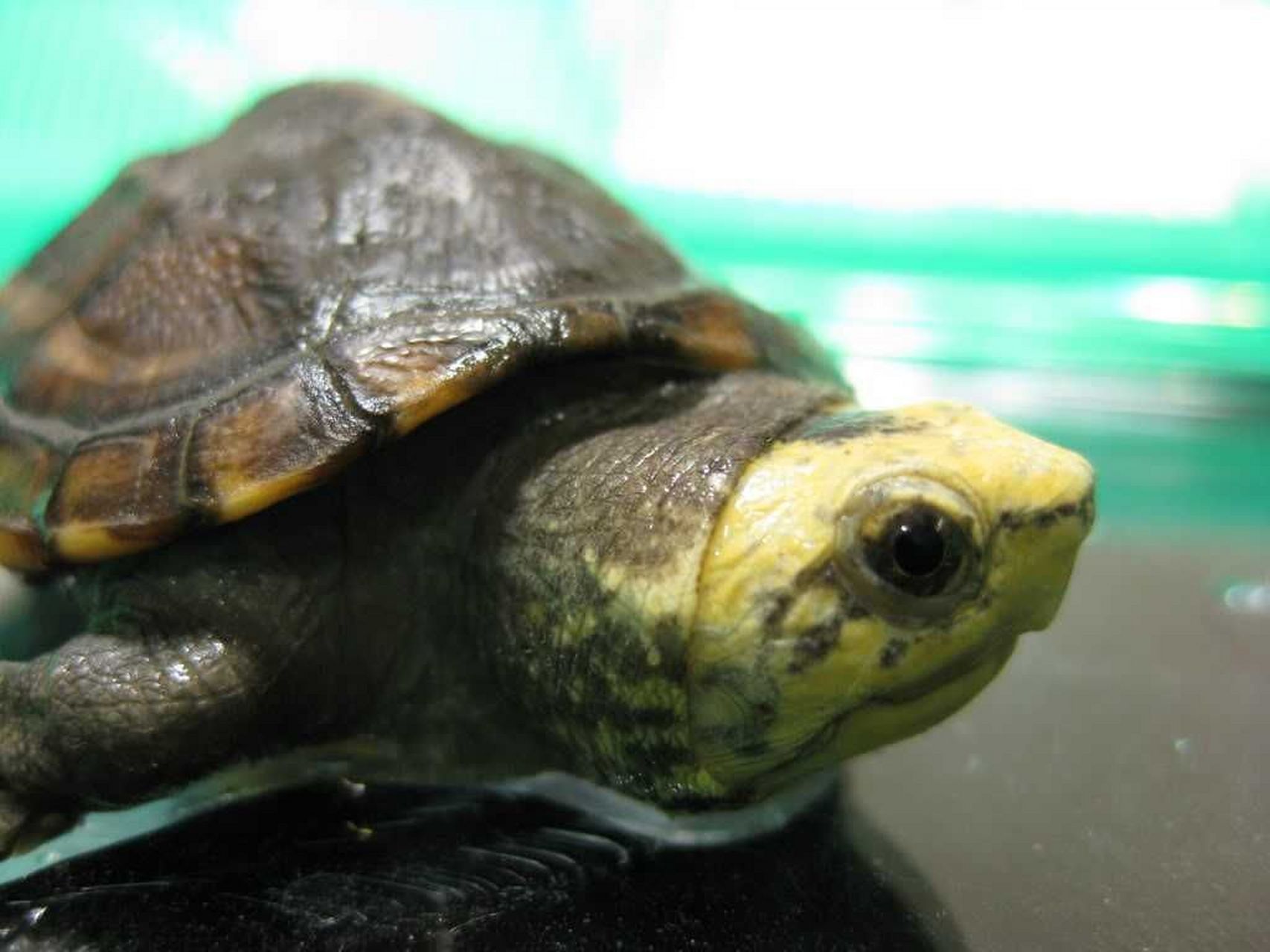 蝎泽龟,英文名scorpion mud turtle,注意这里kinosternon是动胸龟属