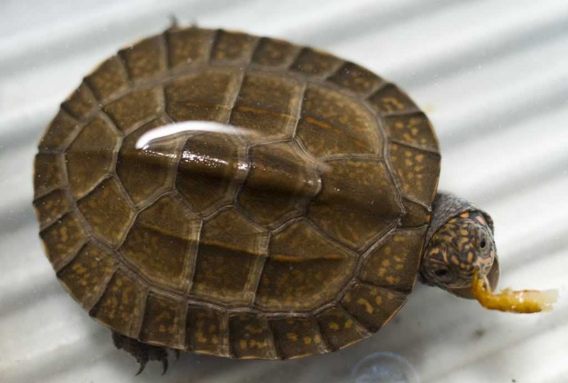 黑山龟共分有7个亚种,斯里兰卡黑山龟和别的亚种最大的区别在于头部有