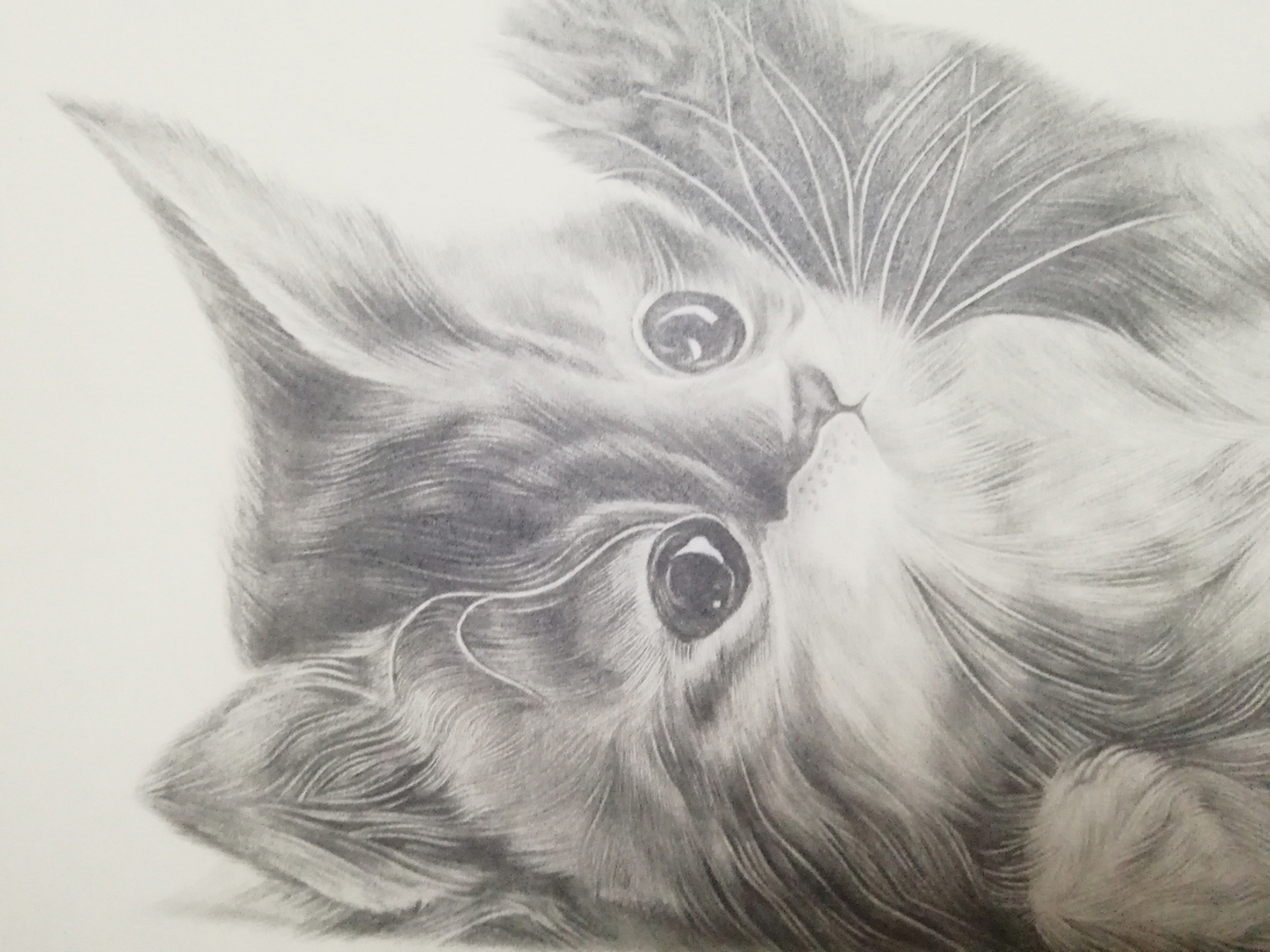 本人自学临摹的素描猫咪,我知道自己技术有限还望得到大佬儿们的点播