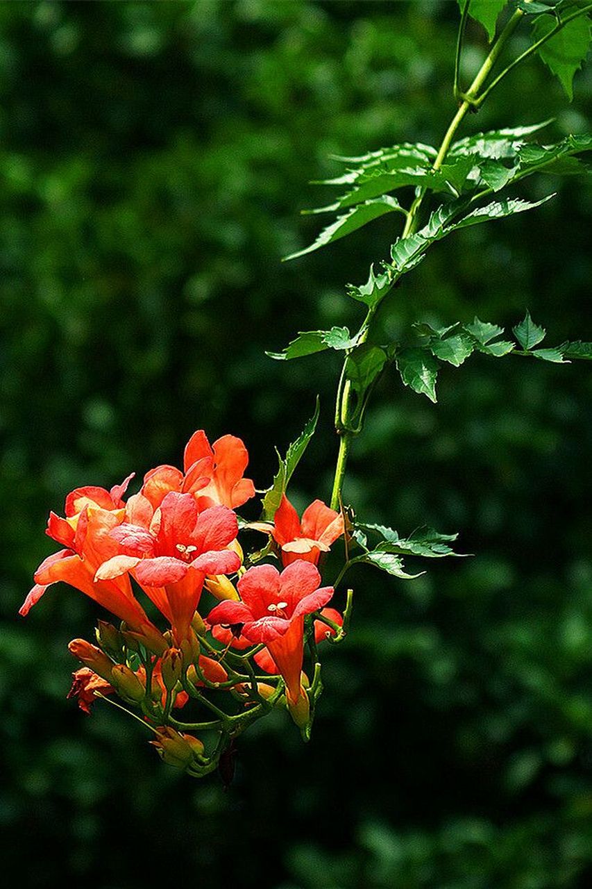 荼蘼花    花语就是:末路之美!