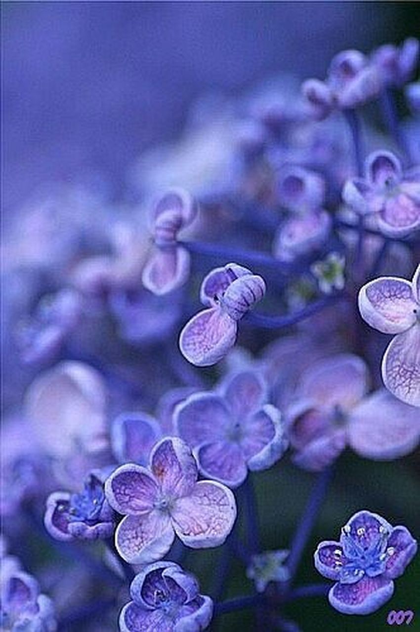 bachelor button - single blessedness  矢车菊 - 单身的幸福