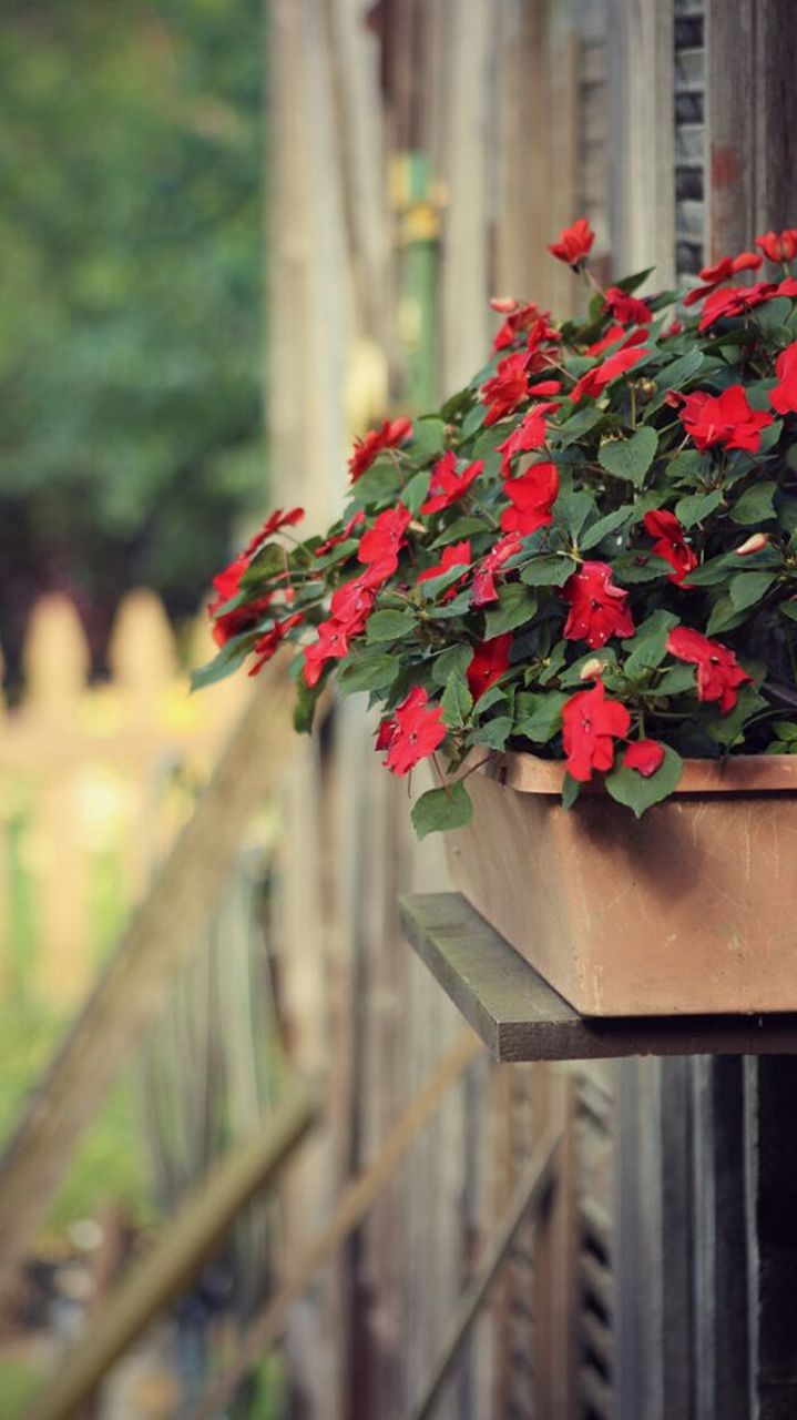 水晶草又名"彩星",属补血草属植物.开的花比较小,死后花仍不败 .