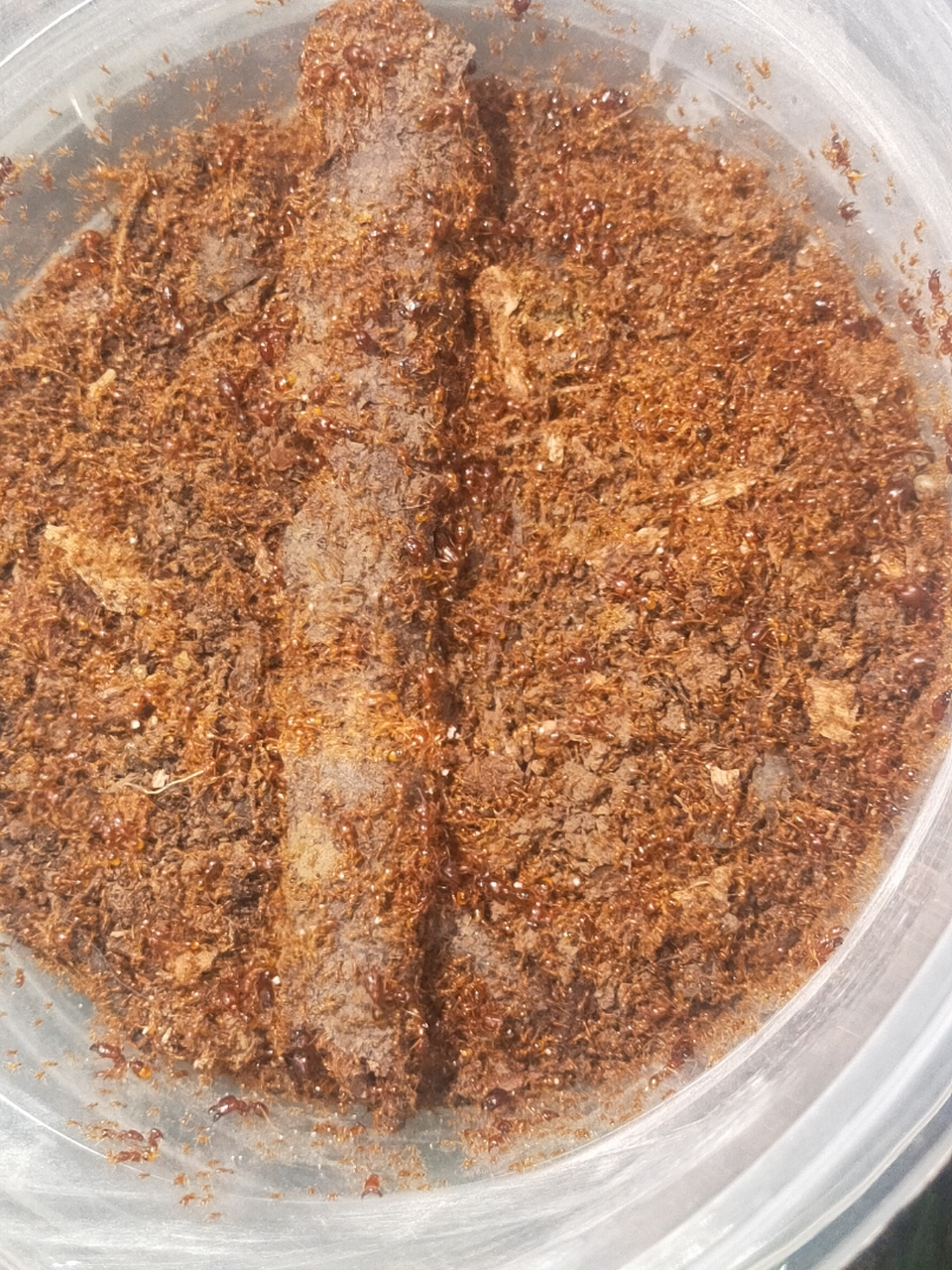 黑沟盲切叶蚁10后千工(多后制)   900 下面再放些其他的蚁