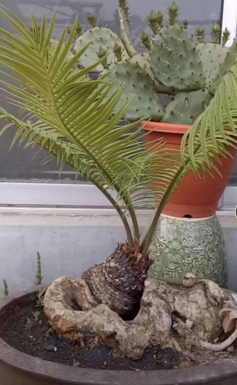 买镂空型石山铁树,有的老板私信我.