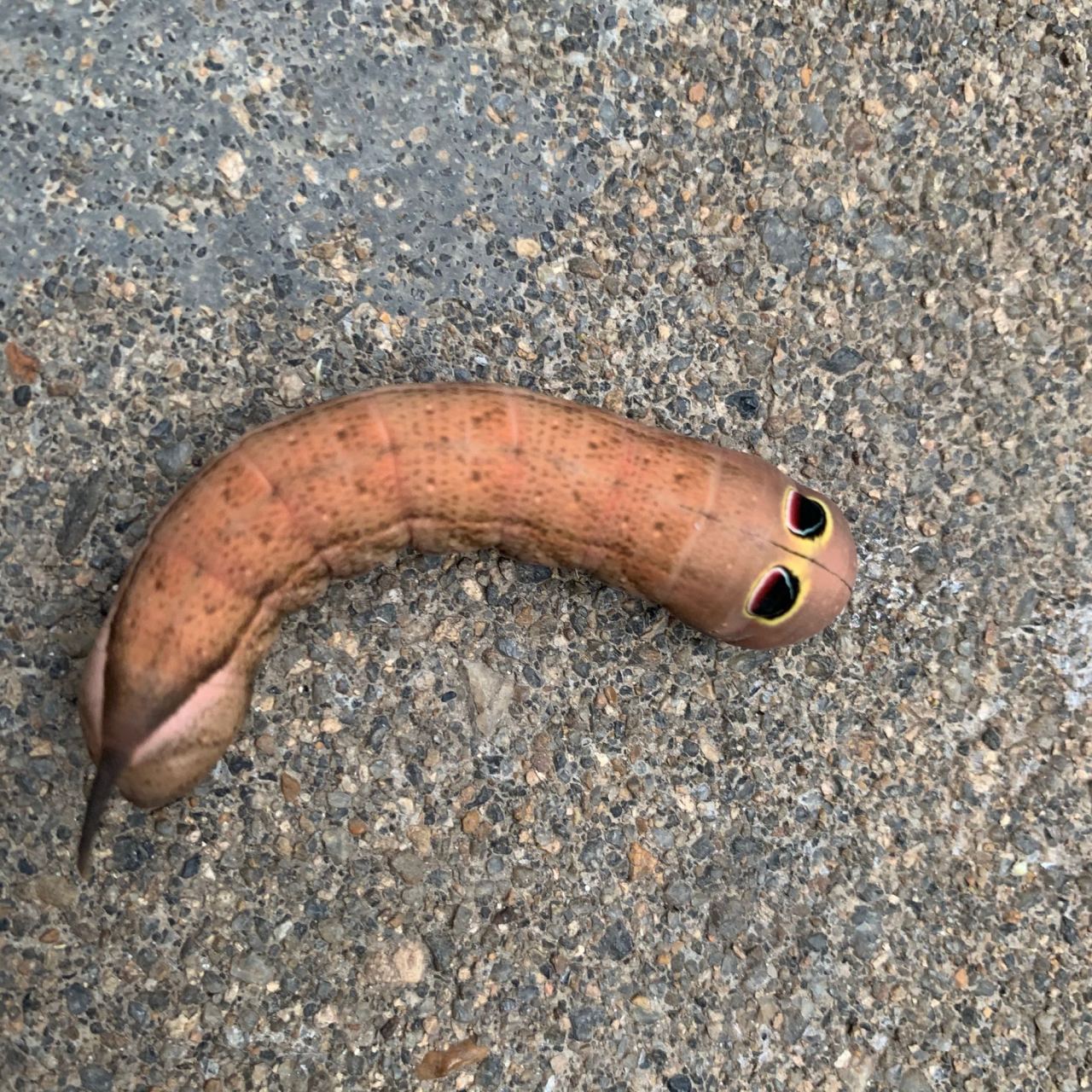 这也是土色斜纹天蛾么?