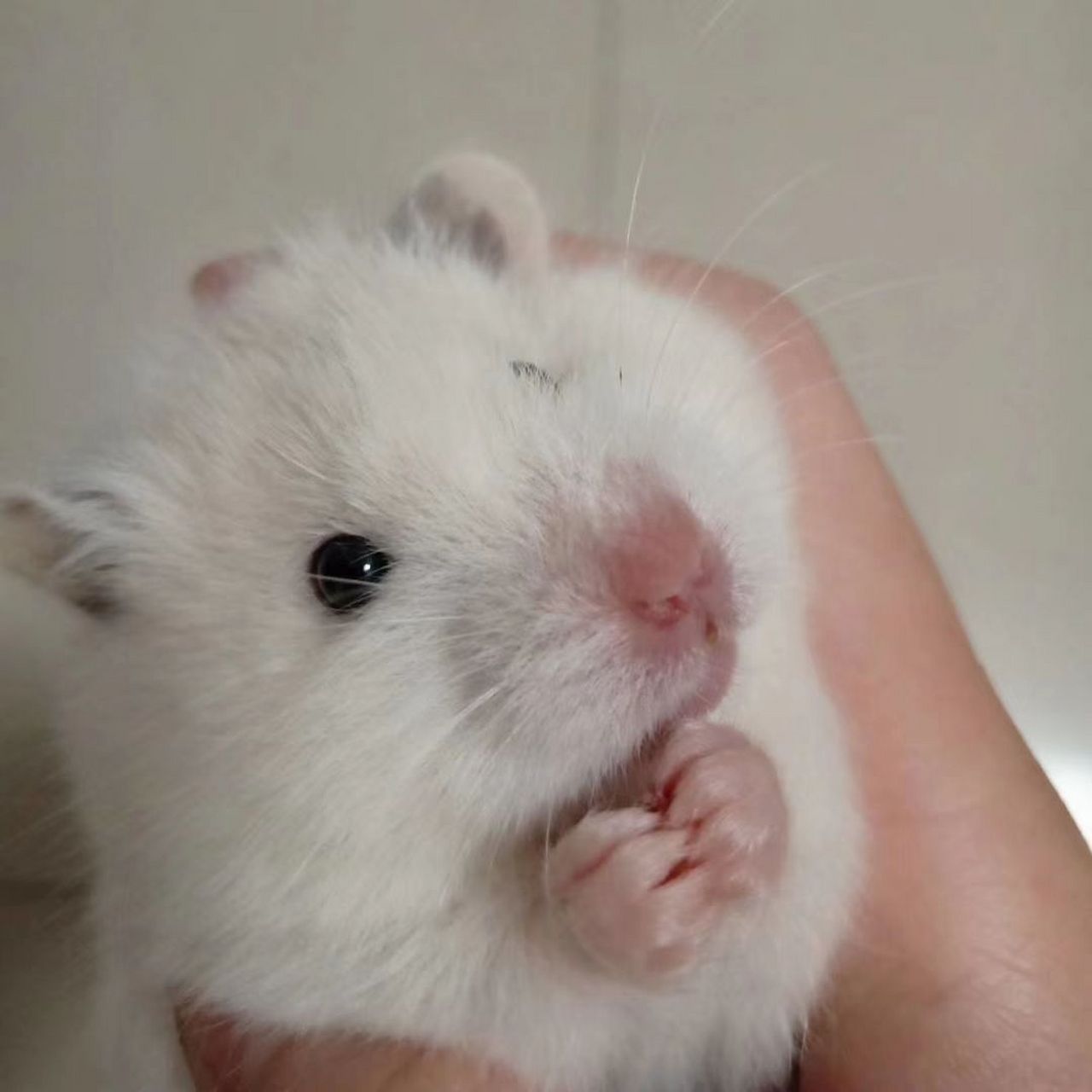 有没有探灵笔记的小伙伴有小鲤情人节皮肤的可以给我借个号嘛