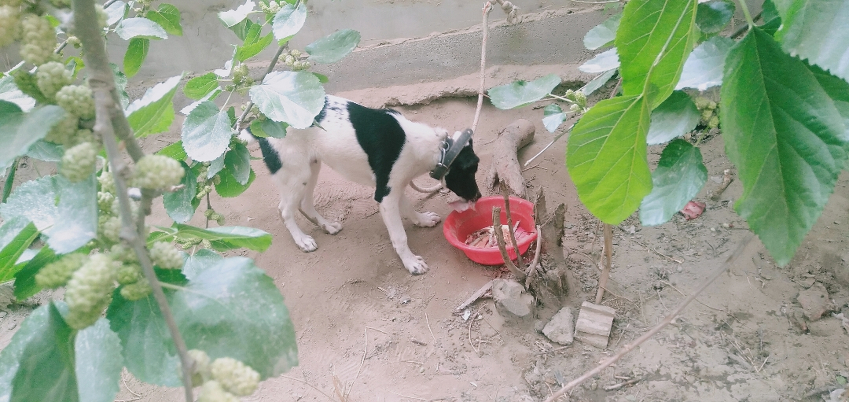 四个月了  现在肩高48-50cm   以后能长到70以上么