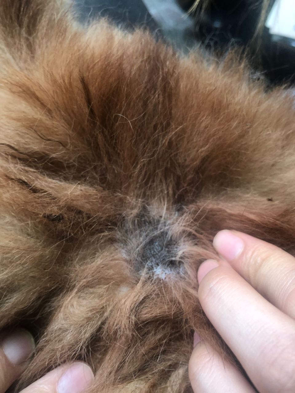 4岁博美,请问大神这是黑皮症吗?