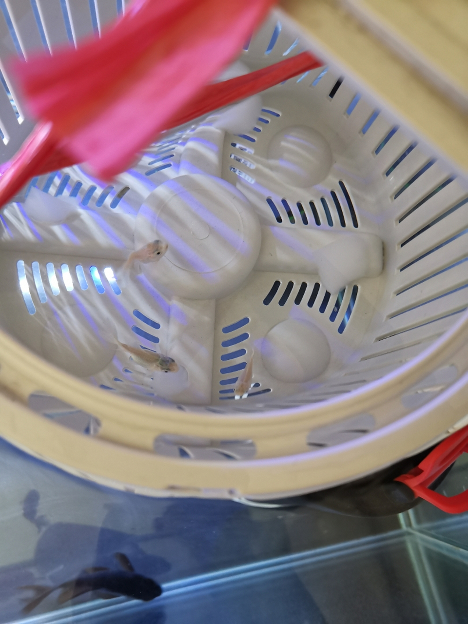 请问各位大神,我这个水泵水管上长这种白毛毛,是什么情况,感谢感谢!