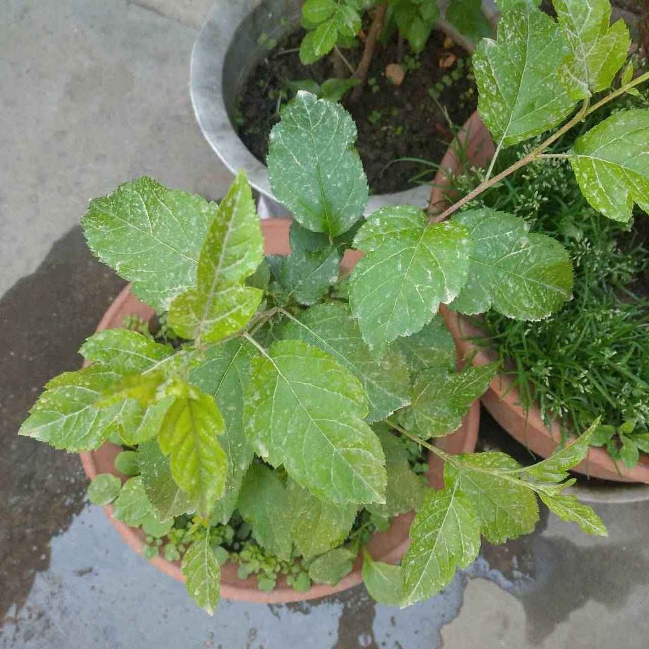 网购的腊梅长出来这样叶子,肯定不是腊梅那是什么呢?吧里请教一下谢谢