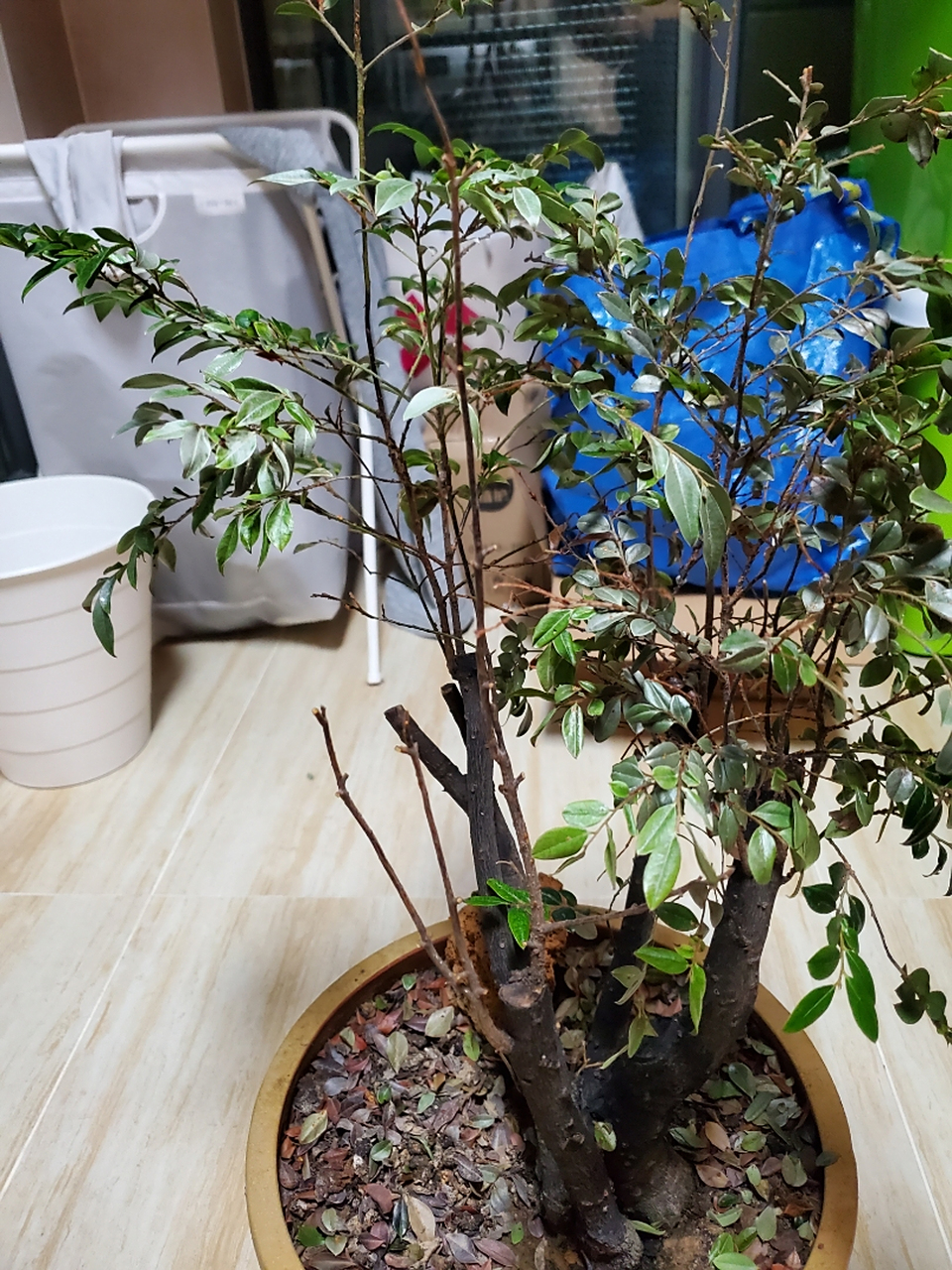 我的黑骨茶,叶子几乎都干枯一碰就掉,请问是什么原因?