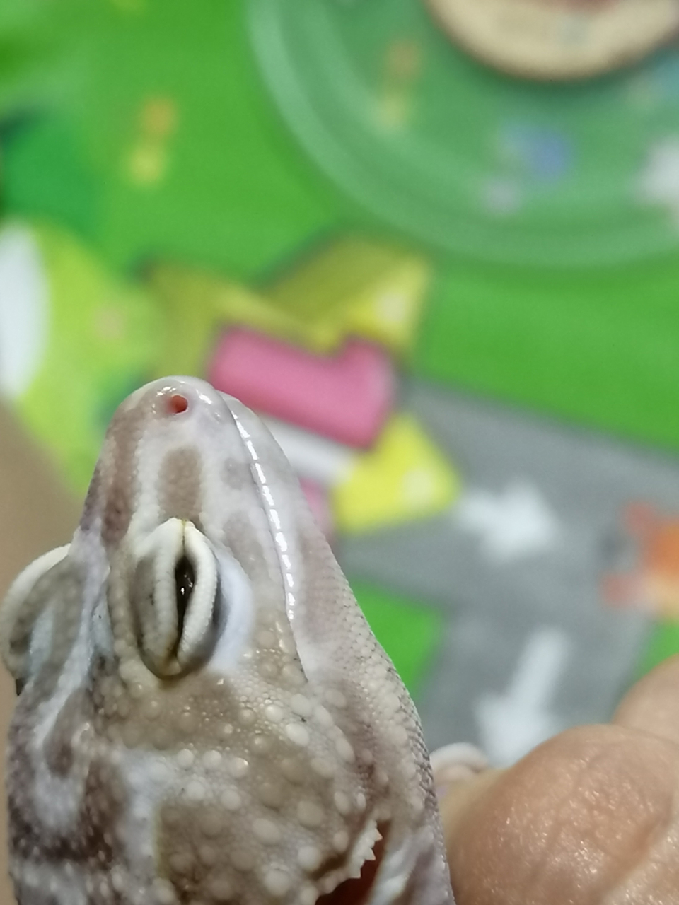 有没有大佬告诉我 这个川普白化为什么眼睛睁不开  是不是眼睛发炎