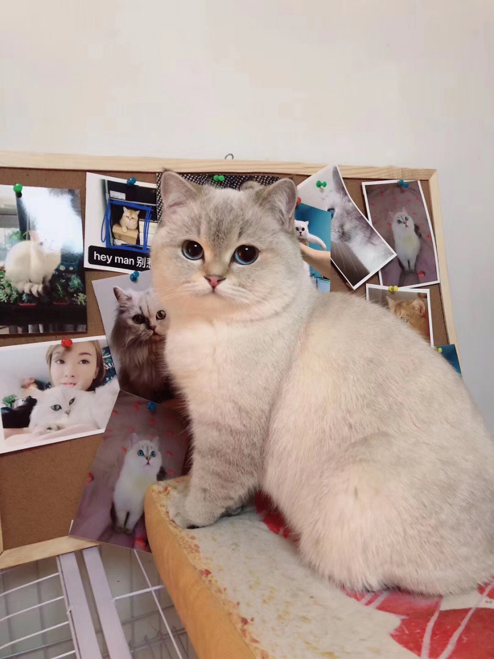 金点猫有暗纹和有环会对下一代有什么影响?