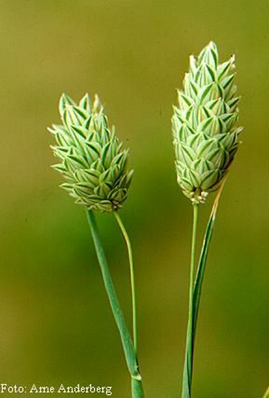 加纳利籽 即金丝雀虉草 营养丰富,易开壳,不硬,粒大 长作为鸟类,收货