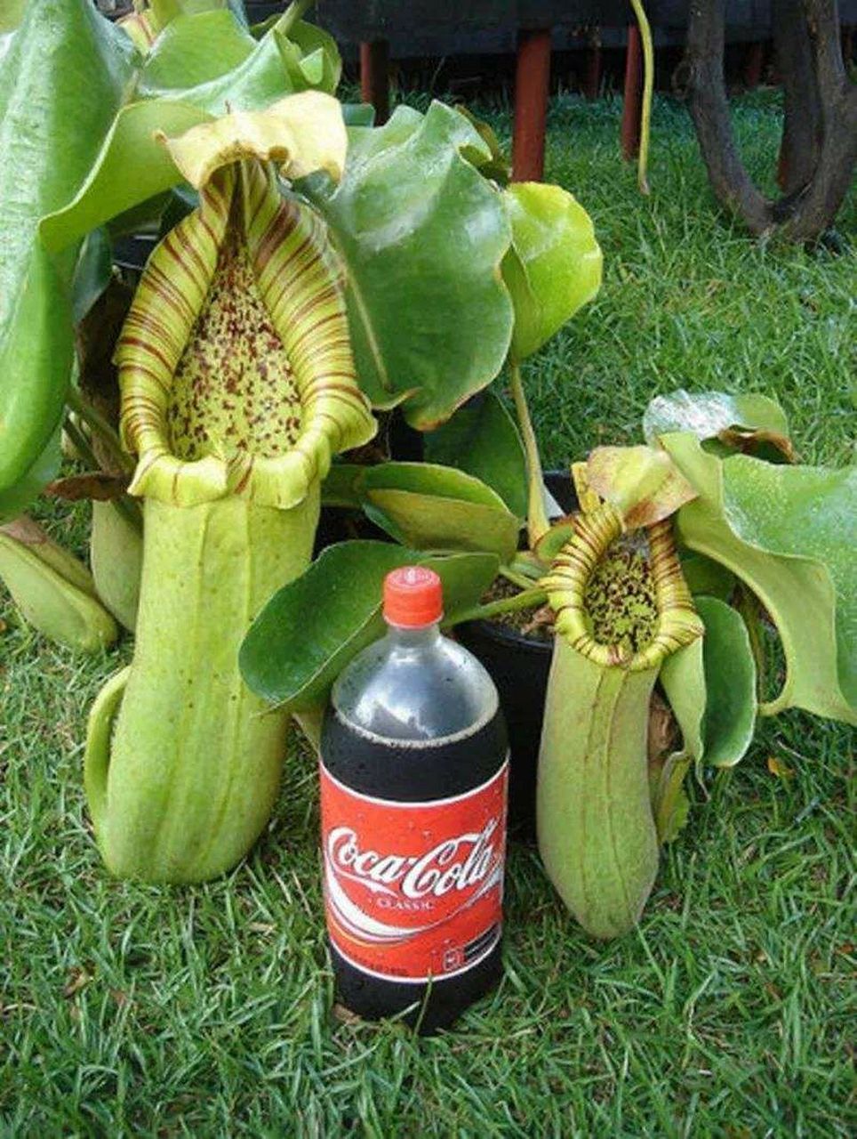 宝特猪笼草,学名nepenthes truncata,原产于菲律宾棉兰老岛(mindanao)