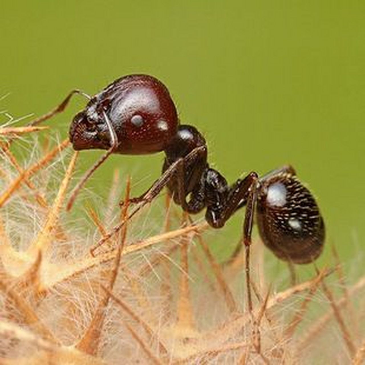 蚂蚁搜索种子=蚂蚁搜索种子下载安装