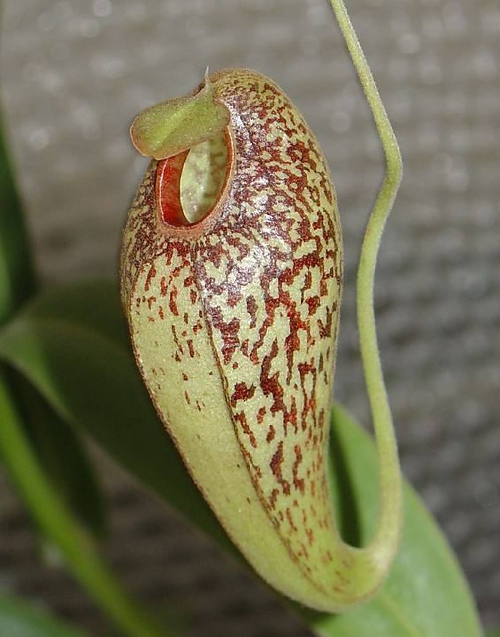 马兜铃猪笼草(学名:nepenthes aristolochioides)是苏门答腊特有的