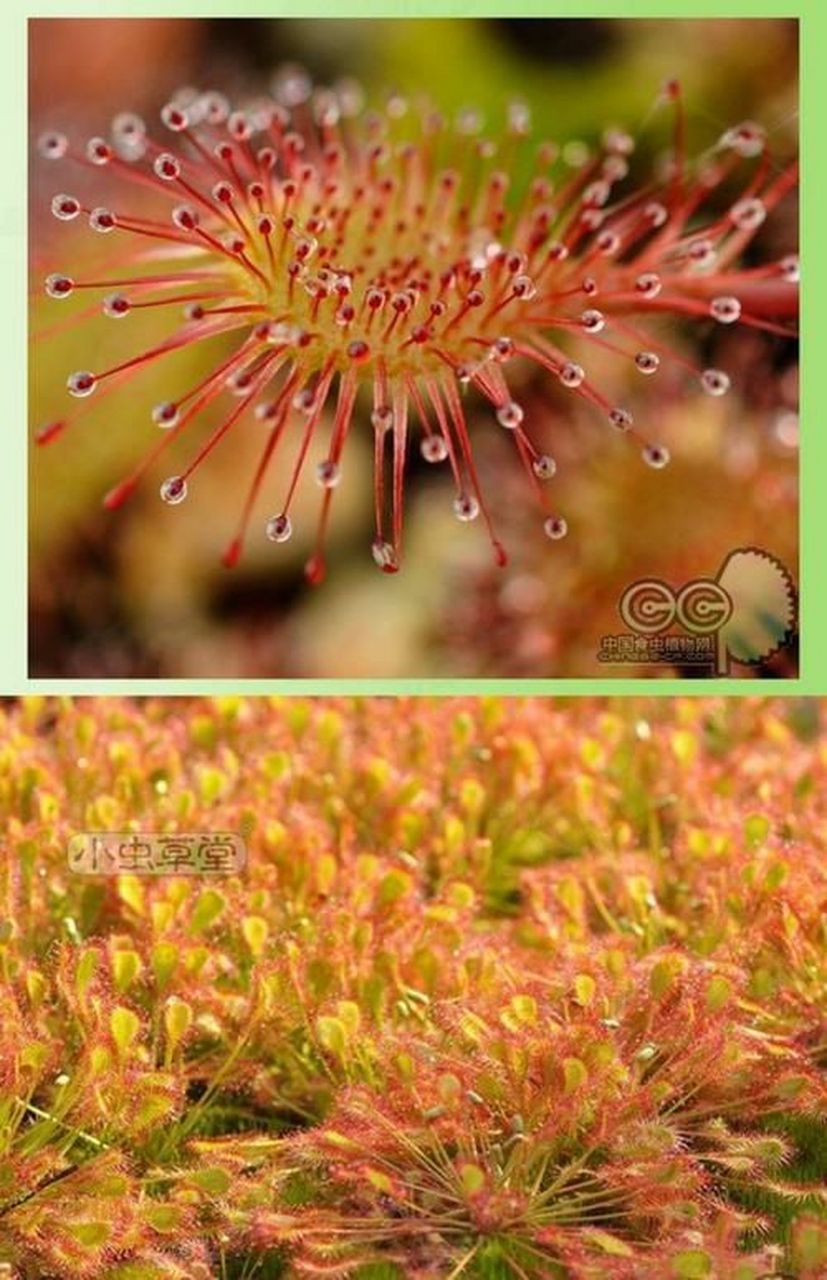 贝利茅膏菜 自然杂交种,适应力强,好样,繁殖快,冬季休眠而且耐寒,适合