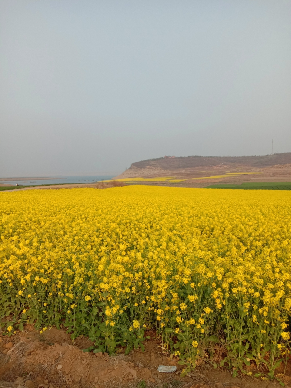 有没有在安阳凯龙沄峰买房的业主,一块建群啊!
