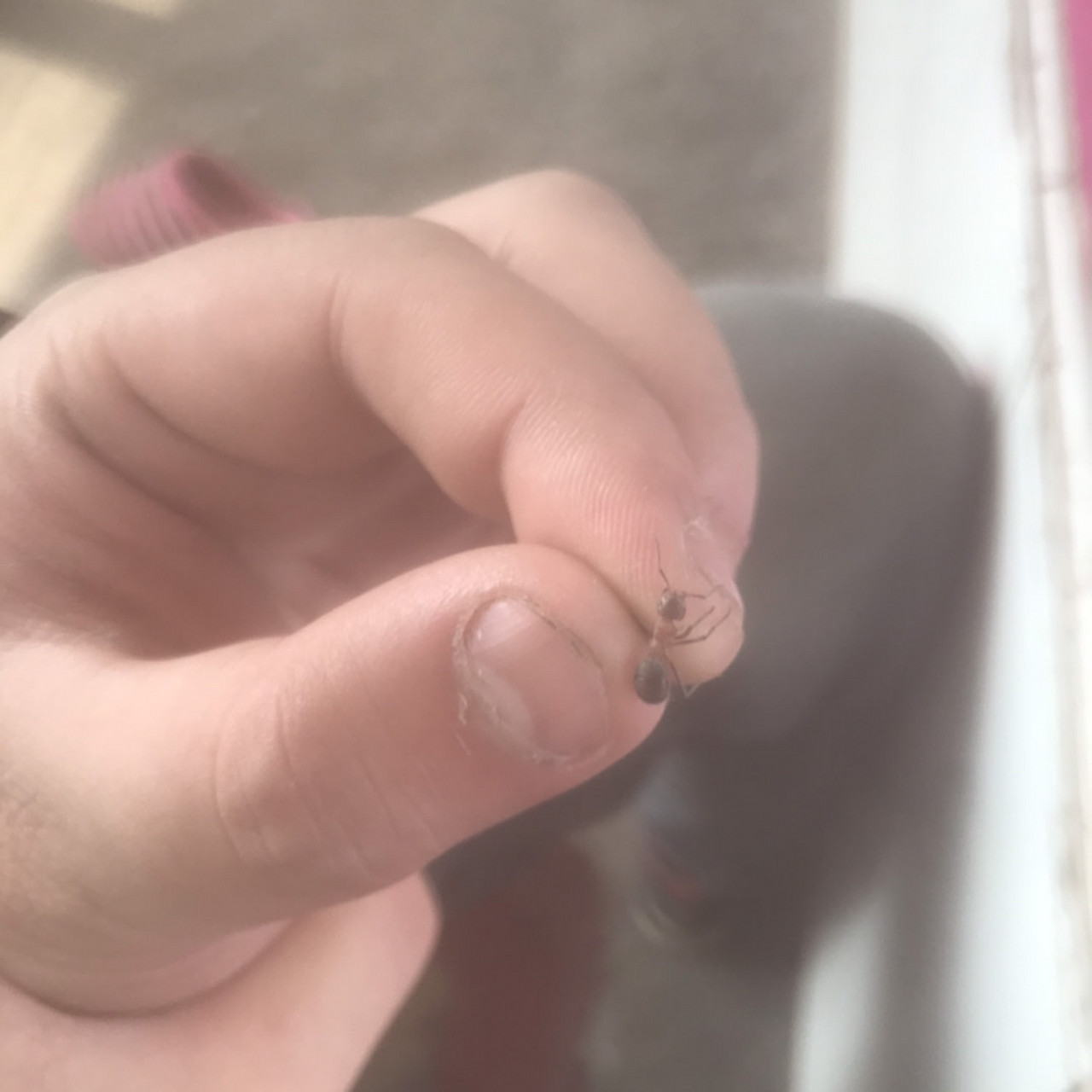 大佬们快来看看这个是沙林蚁么,在野外发现一个大土包大概几万只
