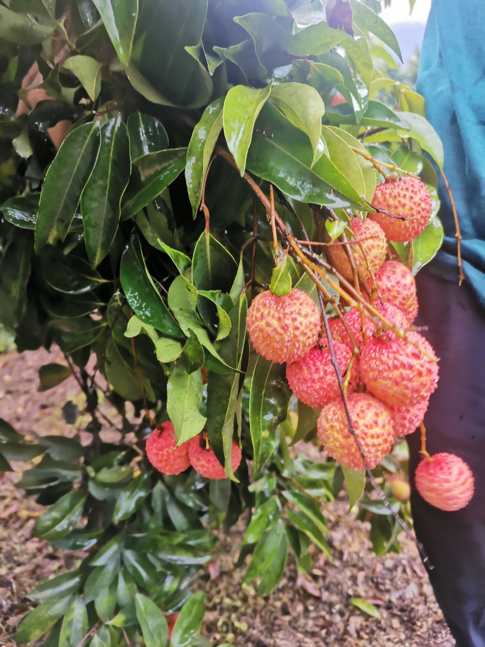 東莞厚街大逕荔枝,自家果園,品種:桂味,糯米餈,冰荔(需要預訂),可預訂