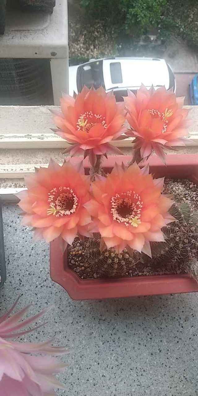 不负三年等待!17年的籽播球,开的很美.