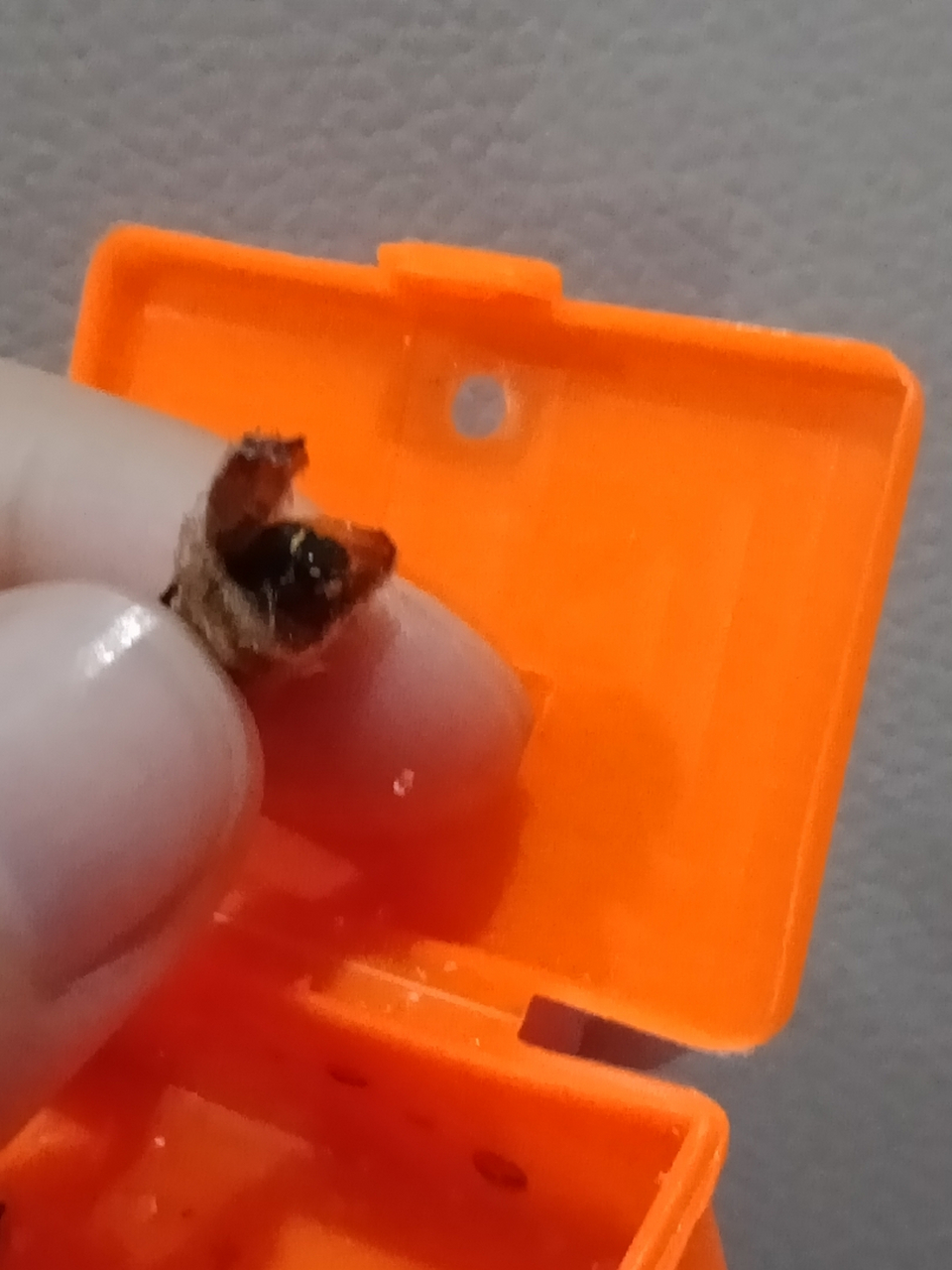 在学校门口买的两只蜂王宝宝 一只自己破壳还有一只拿剪刀剪的 口剪大