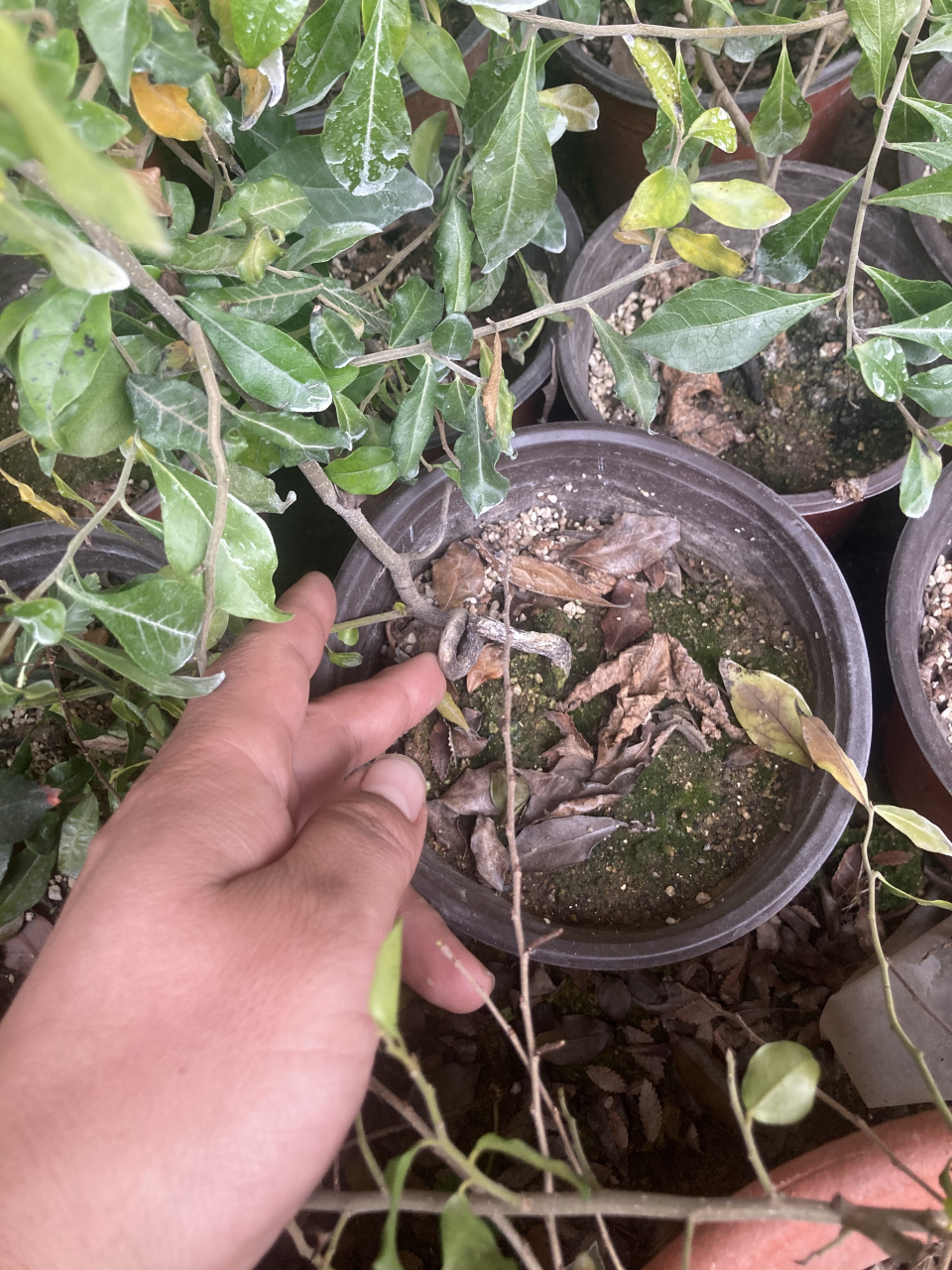 金弹子杯苗,两年苗处理